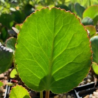 Bergenia  'Harzkristall'